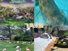 -广州长隆飞鸟乐园