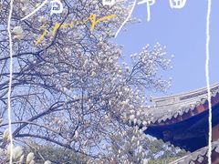 -龙华寺