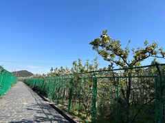-树山生态村