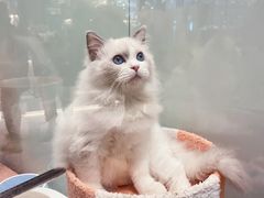 -momokira米努特·德文卷毛猫·棉花面纱犬