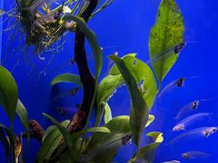 -上海海洋水族馆