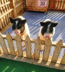 -萌宠亲子动物乐园(槐房万达店)