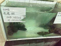 -海盗餐厅