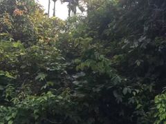 -呀诺达热带雨林