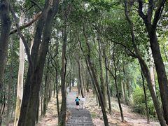 -火炉山森林公园