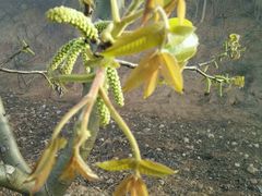 -逍遥老杨家胡辣汤(纱厂北路店)