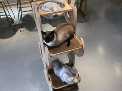 -飞行喵MR PILOT|猫舍·猫咖(静安大融城店)