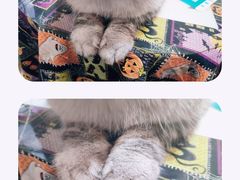 -猫色咖啡·猫咖