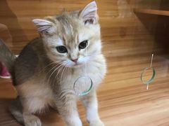 -猫十亿·布偶金渐层·曼基康矮脚猫舍(青年路店)