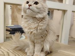 -楼上猫咖(罗湖店)