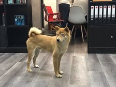 -猫尾侦探俱乐部·剧本杀·狼人杀