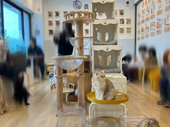 -有喵·猫咖·狗咖·30几只猫10只小狗(岗厦店)