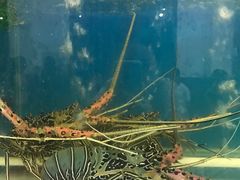 -芽庄老成都川菜馆