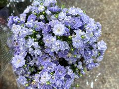 -双季花艺园艺市场(浦东店)