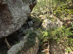 -天目山大树王景区