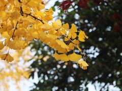-四川大学(望江校区)