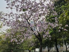 -广东花都湖国家湿地公园