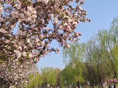 -海棠花溪(元大都城垣遗址公园)