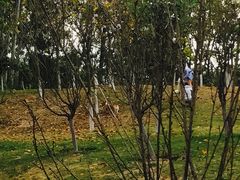 -火炉山森林公园