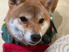 -逗柴咖啡屋·狗咖猫咖宠物桌游