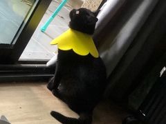 -伟伟宠物医院·瑞派猫友好医院·猫科(光谷店)