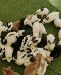 -萌宠亲子动物乐园(槐房万达店)