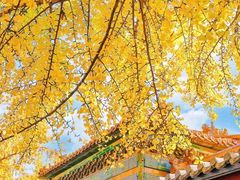 -三里屯东五街银杏大道