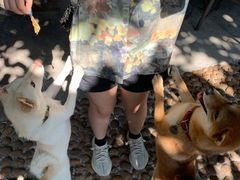 -柴犬高等学院·狗咖·柴犬售卖·宠物训练