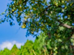 -鲁土司衙门旧址