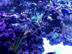 -迪拜水族馆及水下动物园