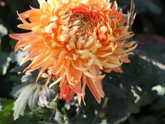 -杭州植物园