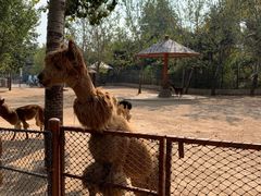 -大连森林动物园