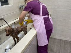 -暖阳宠物医院·犬猫康复中心·骨科