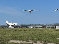 -盐城丹顶鹤湿地生态旅游区