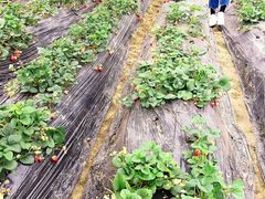 -胜丰草莓采摘园