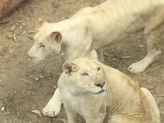 -泉州海丝野生动物世界