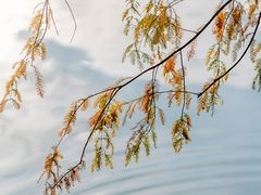 -深圳市中科院仙湖植物园