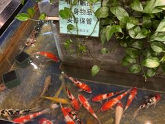 -洞庭家宴·头牌甲鱼(广渠门店)
