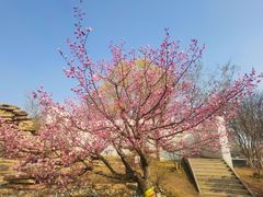 -石家庄市植物园