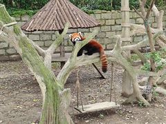 -上海野生动物园