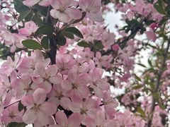 -刘胖子家常菜·蹄花焖藕(中南店)