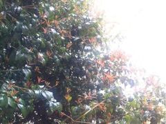 iphone_upload_pic-Club Med地中海俱乐部·桂林度假村