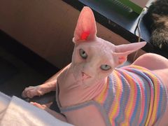 -蓝鲸·缅因猫舍