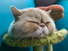 -Husky Go! 哈士奇体验馆·宠物咖啡厅狗咖