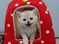 -康乐宝动物医院