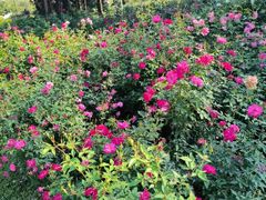 -人民公园(罗湖区)