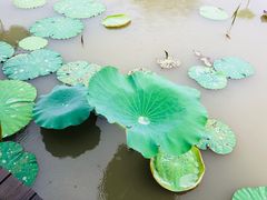 -大湾区中央湿地公园