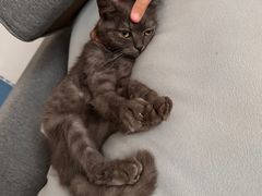 -爱佳宠物中心医院·骨外科·猫专科·急重症(瑶海万达店)