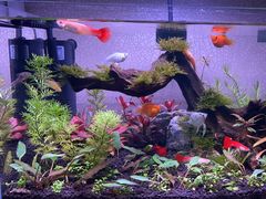 -青石桥花鸟鱼虫市场(叠翠城店)