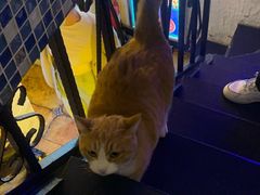 -Sirena海妖日咖夜酒